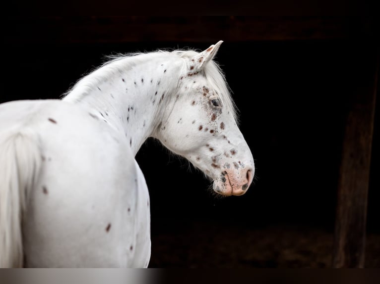 Appaloosa Mix Gelding 10 years 15,2 hh Leopard-Piebald in Hennef