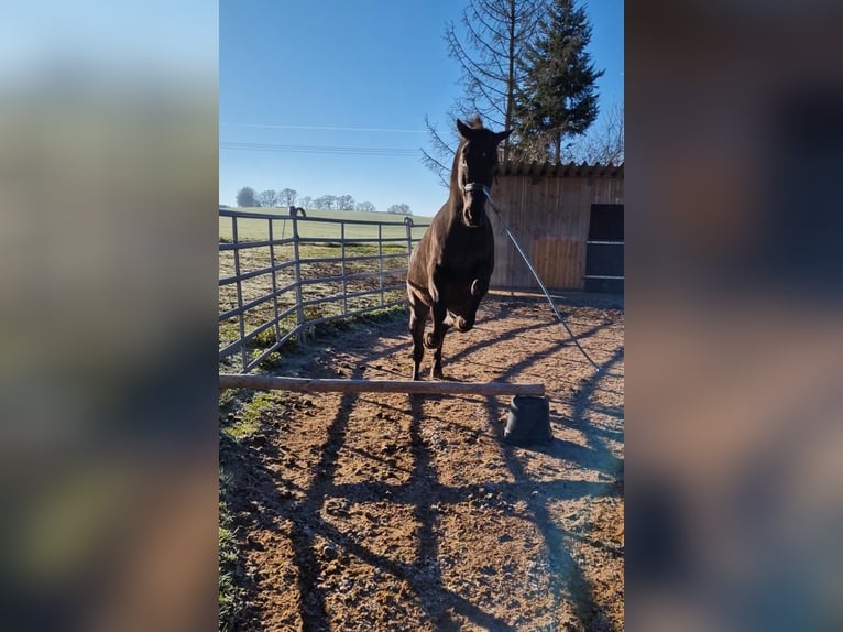 Appaloosa Gelding 10 years 16 hh Black in Goldkronach