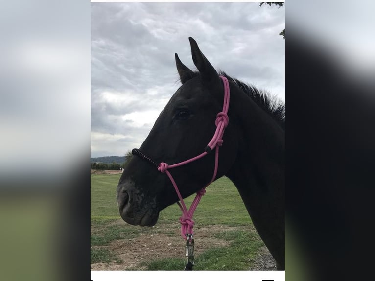 Appaloosa Gelding 10 years 16 hh Black in Goldkronach