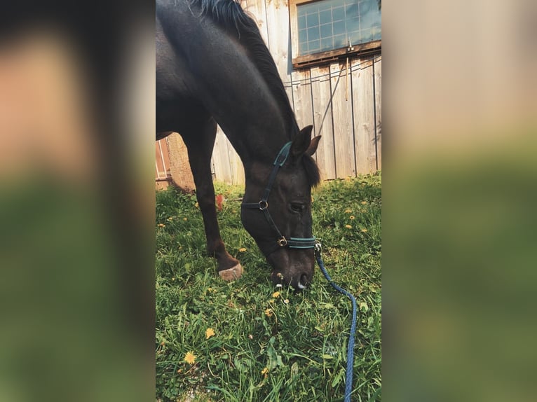 Appaloosa Gelding 10 years 16 hh Black in Goldkronach