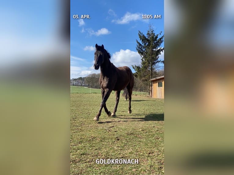 Appaloosa Gelding 10 years 16 hh Black in Goldkronach