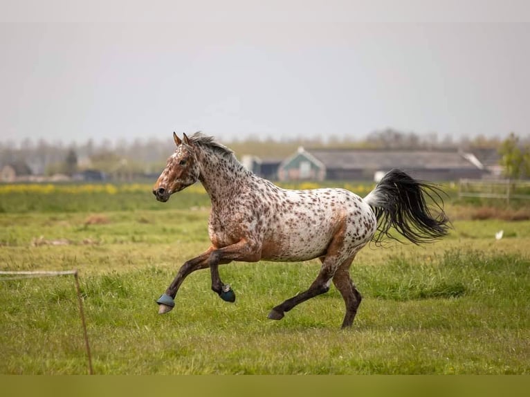Appaloosa Gelding 10 years 16,2 hh Leopard-Piebald in Sliedrecht