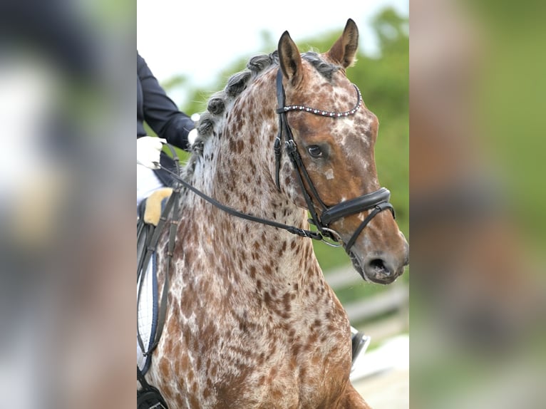 Appaloosa Gelding 10 years 16,2 hh Leopard-Piebald in Sliedrecht