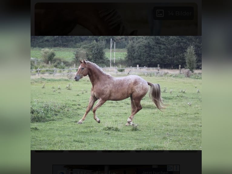 Appaloosa Gelding 10 years  in Riedering