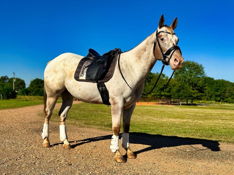 Appaloosa Gelding 10 years Roan-Red in Texarkana TX