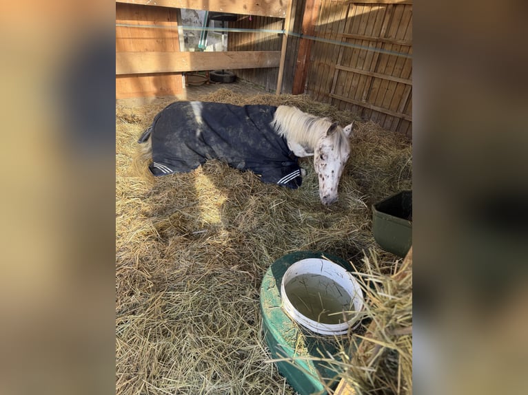 Appaloosa Mix Gelding 11 years 12,2 hh  in Mainburg