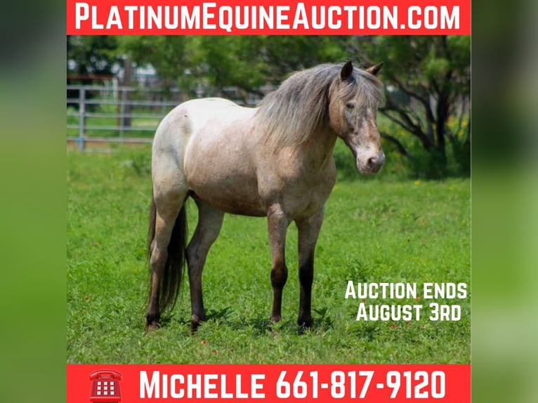 Appaloosa Gelding 11 years 13.3 hh Roan-Bay in Stephenville Tx