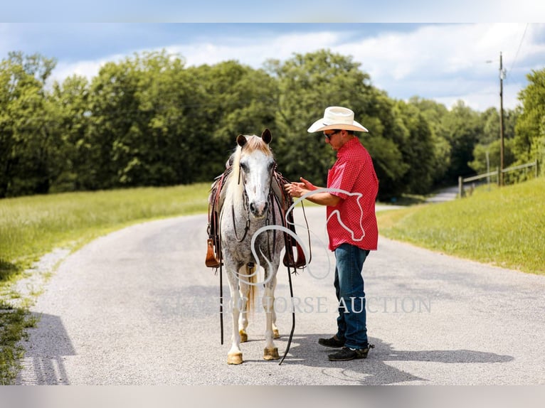 Appaloosa Gelding 11 years 13 hh Leopard-Piebald in Columbia, tn