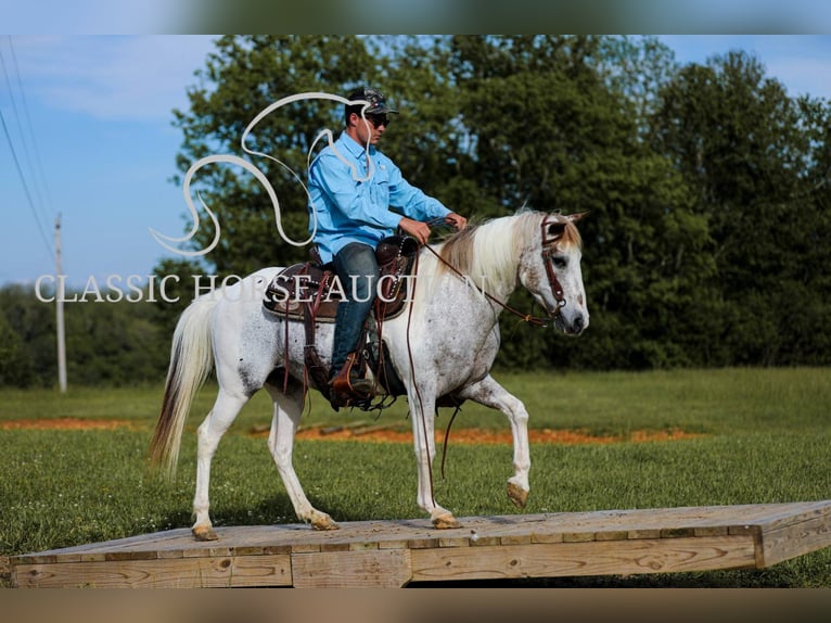 Appaloosa Gelding 11 years 13 hh Leopard-Piebald in Columbia, tn