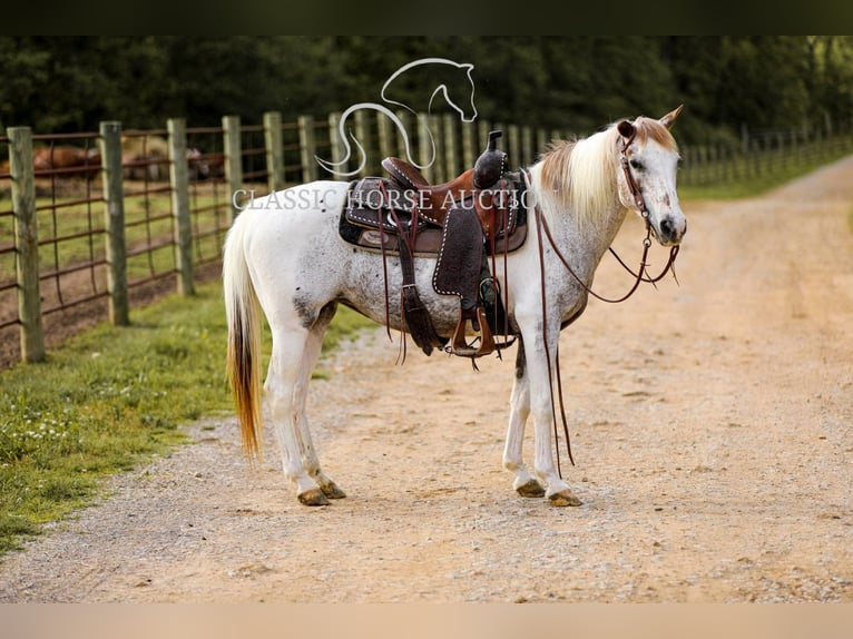 Appaloosa Gelding 11 years 13 hh Leopard-Piebald in Columbia, tn
