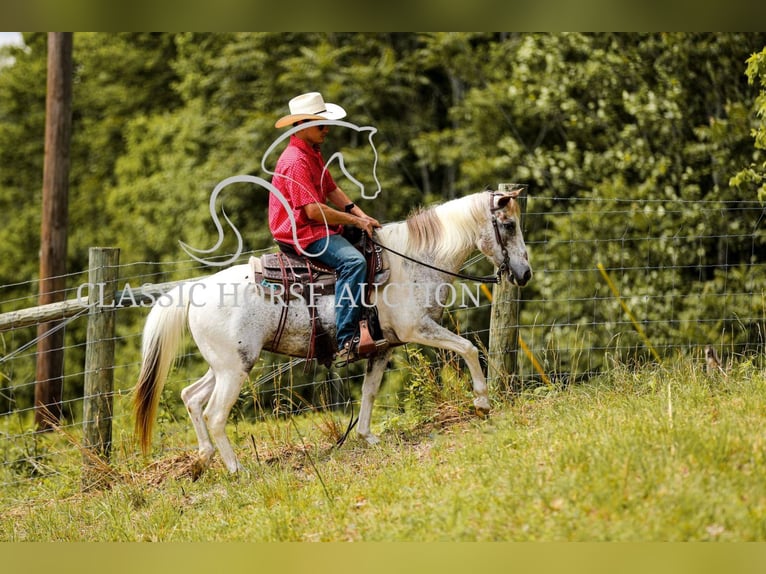 Appaloosa Gelding 11 years 13 hh Leopard-Piebald in Columbia, tn