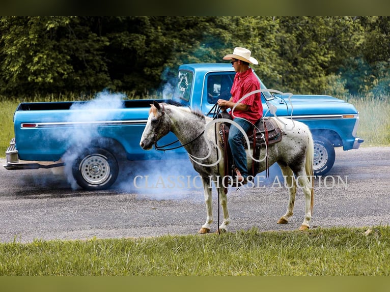 Appaloosa Gelding 11 years 13 hh Leopard-Piebald in Columbia, tn