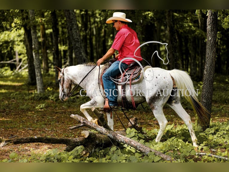 Appaloosa Gelding 11 years 13 hh Leopard-Piebald in Columbia, tn