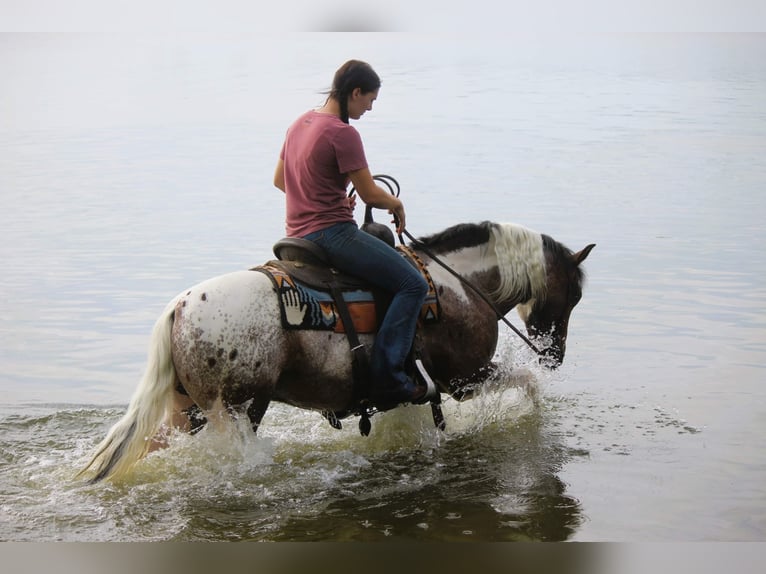 Appaloosa Gelding 11 years 13,1 hh Chestnut in rusk tx