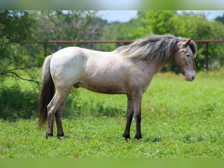 Appaloosa Gelding 11 years 13,3 hh Roan-Bay in Stephenville Tx