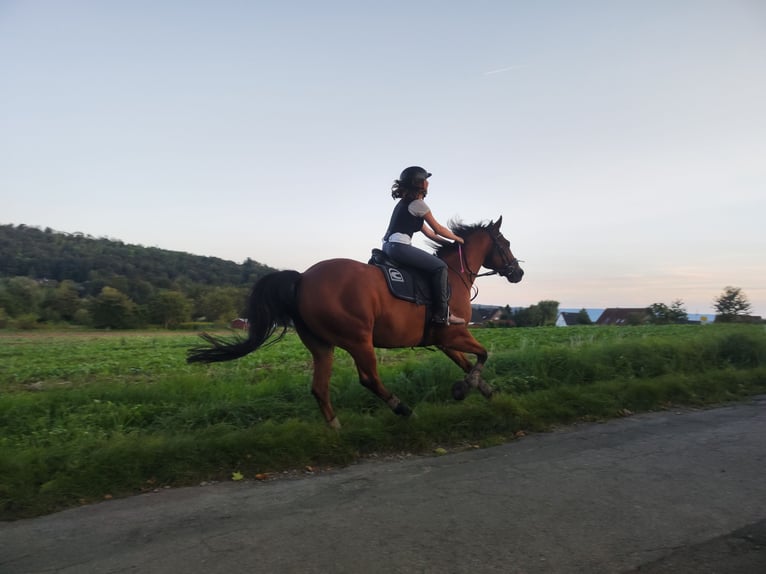 Appaloosa Gelding 11 years 14,1 hh Brown in Bad Pyrmont