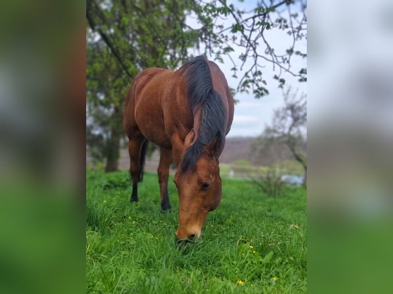 Appaloosa Gelding 11 years 14,1 hh Brown in Bad Pyrmont