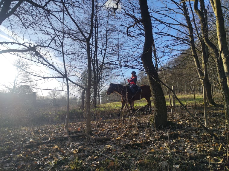 Appaloosa Gelding 11 years 14,1 hh Brown in Bad Pyrmont