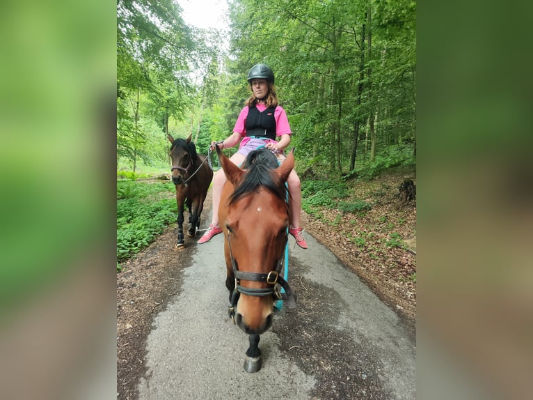 Appaloosa Gelding 11 years 14,1 hh Brown in Bad Pyrmont