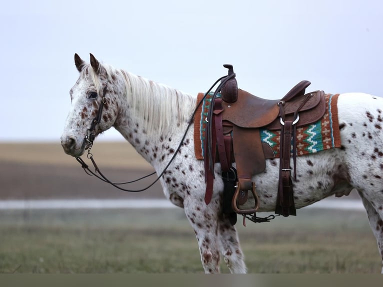 Appaloosa Horses and Leopard Horses