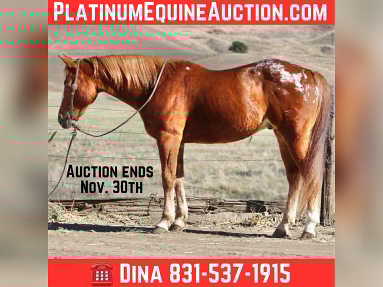 Appaloosa Gelding 11 years 14.2 hh Chestnut in Paicines CA