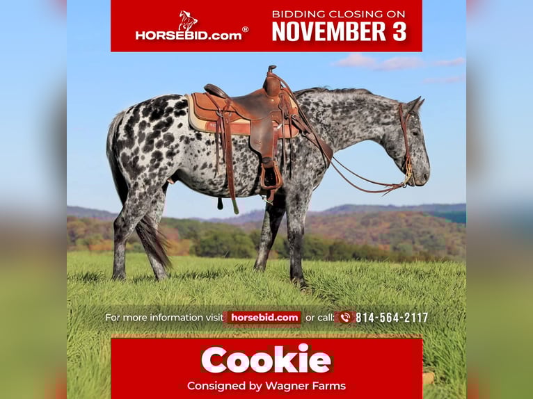 Appaloosa Gelding 11 years 14,3 hh Leopard-Piebald in Clarion