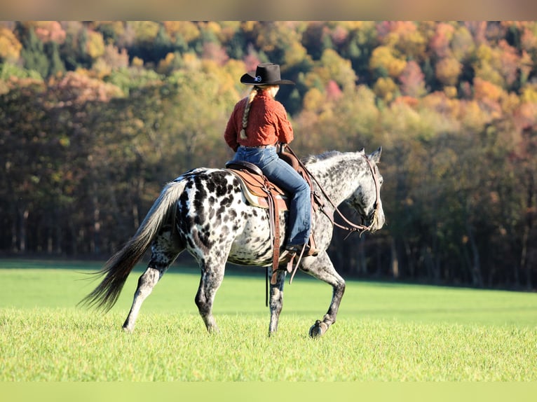 Appaloosa Gelding 11 years 14,3 hh Leopard-Piebald in Clarion