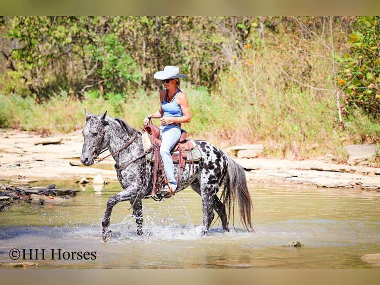Appaloosa Gelding 11 years 14,3 hh Leopard-Piebald in Flemingsburg