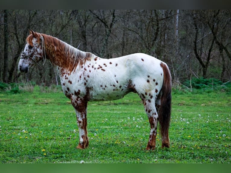 Appaloosa Gelding 11 years 14 hh Chestnut in Flemingsburg Ky