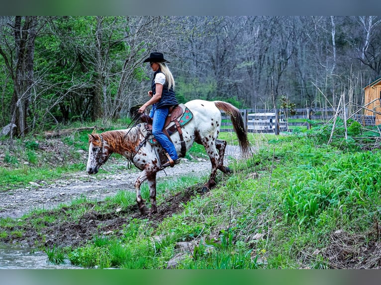 Appaloosa Gelding 11 years 14 hh Chestnut in Flemingsburg Ky