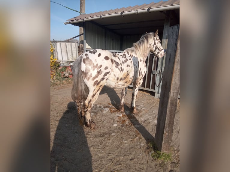 Appaloosa Gelding 11 years 14,2 hh Leopard-Piebald in Oordegem