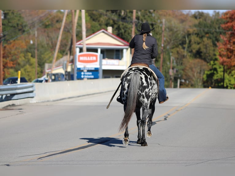 Appaloosa Gelding 11 years 14,3 hh Leopard-Piebald in Clarion