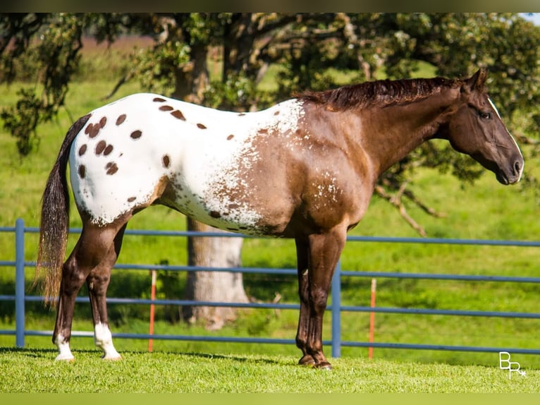 Appaloosa horse in ranch, Martinsdale, Montana, USA