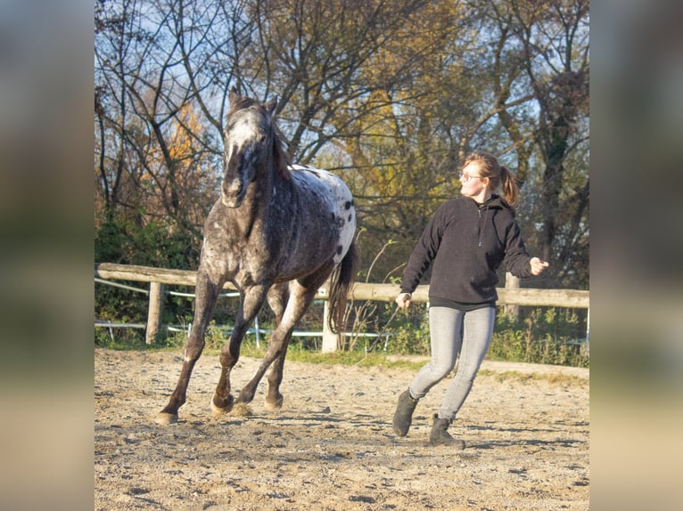 Appaloosa Gelding 11 years 15,2 hh in Wien, Donaustadt