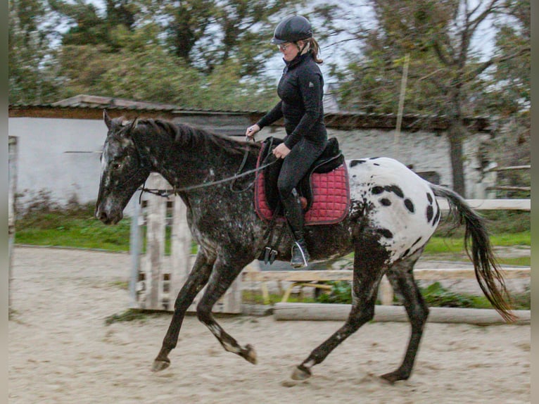 Appaloosa Gelding 11 years 15,2 hh in Wien, Donaustadt