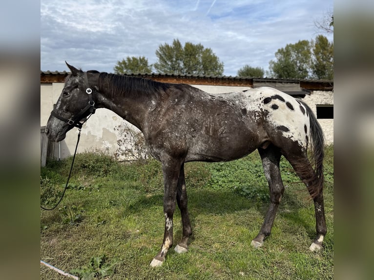 Appaloosa Gelding 11 years 15,2 hh in Wien, Donaustadt