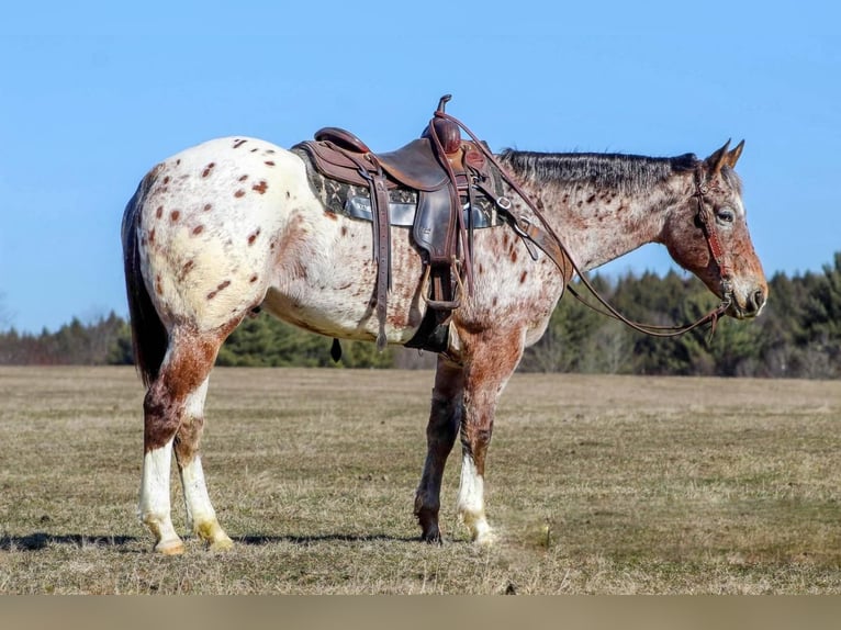 Appaloosa Gelding 11 years 15,2 hh Roan-Bay in Cook Forest, PA