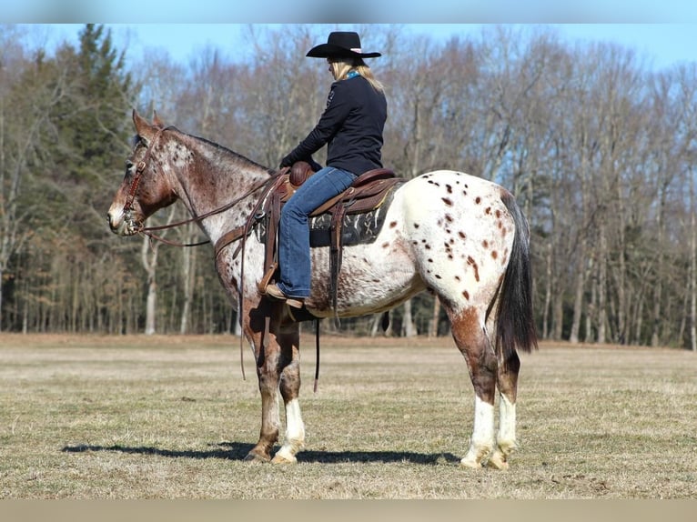Appaloosa Gelding 11 years 15,2 hh Roan-Bay in Cook Forest, PA