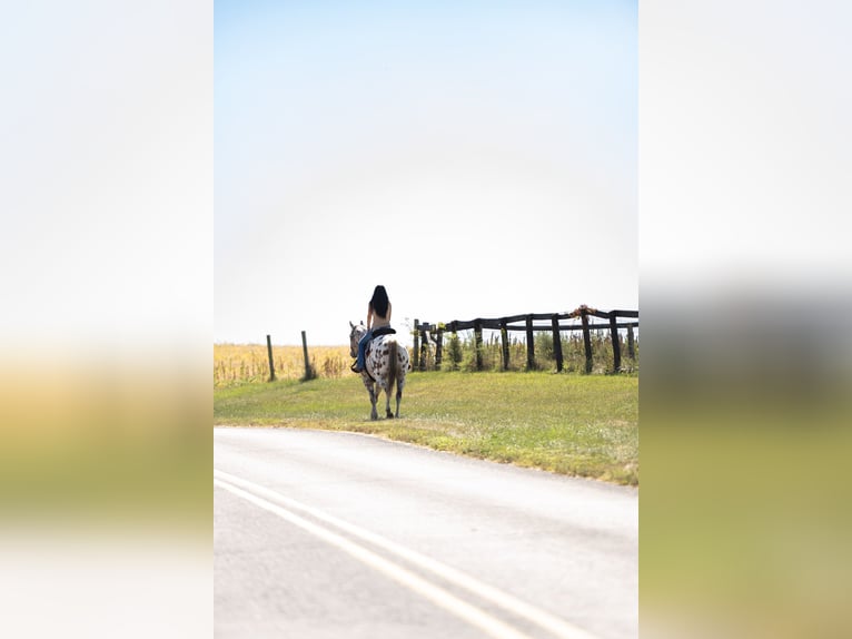 Appaloosa Gelding 11 years 15,3 hh Chestnut in Grantville