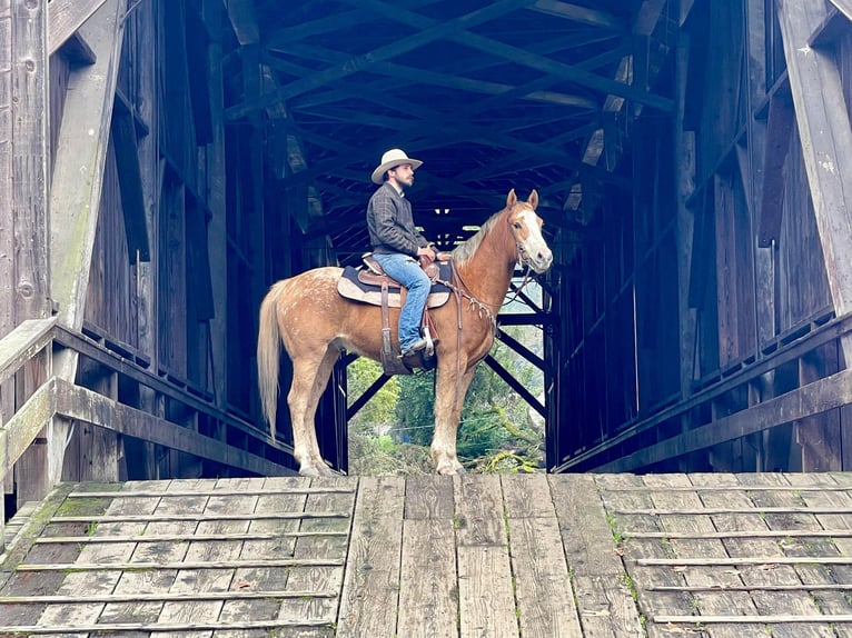 Appaloosa Gelding 11 years 15 hh Chestnut in Paicines CA