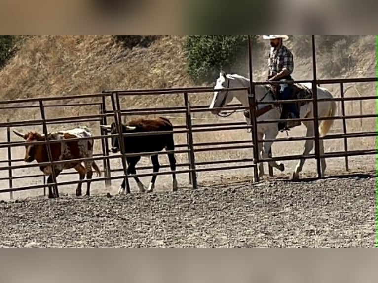 Appaloosa Gelding 11 years 15 hh White in Tres Pinos