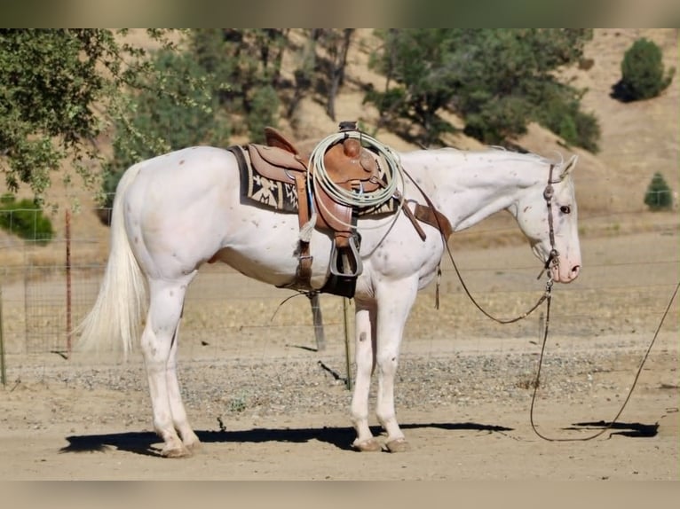 Appaloosa Gelding 11 years 15 hh White in Tres Pinos