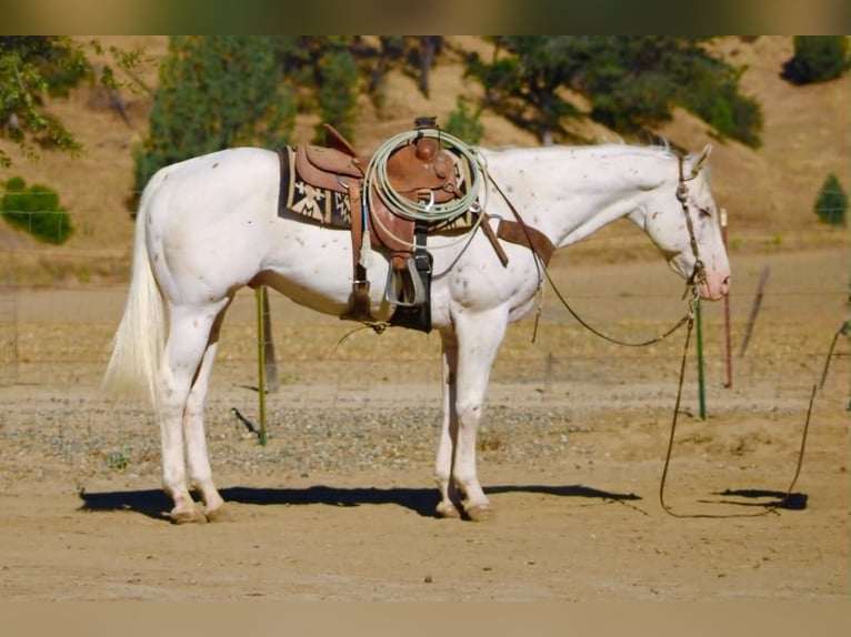 Appaloosa Gelding 11 years 15 hh White in Tres Pinos