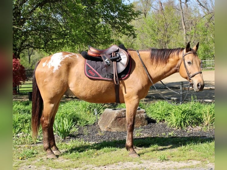 Buckskin Blanket Appaloosa