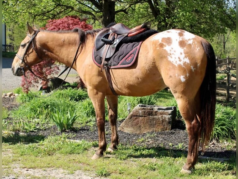 Buckskin Blanket Appaloosa