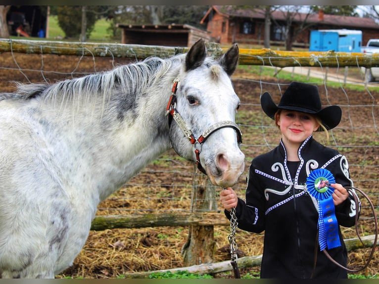 Appaloosa Gelding 12 years 13,2 hh Gray in Borden IN