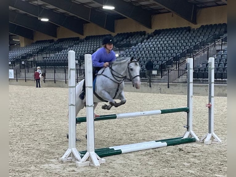 Appaloosa Gelding 12 years 13,2 hh Gray in Borden IN