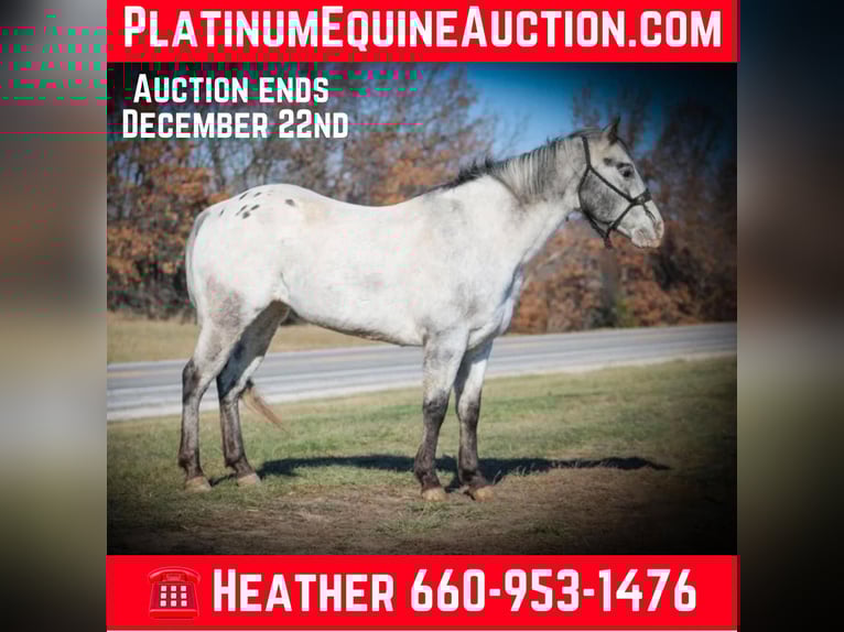 Appaloosa Gelding 12 years 13.2 hh Grey in Princeton MO