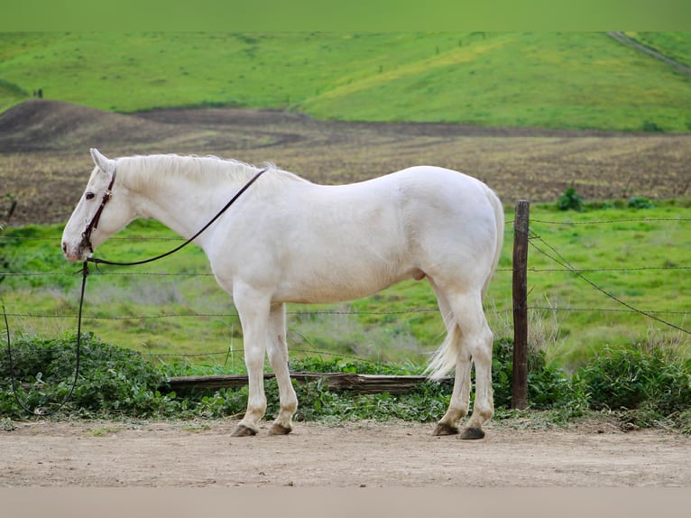 Appaloosa Gelding 12 years 14.2 hh Grey in King City