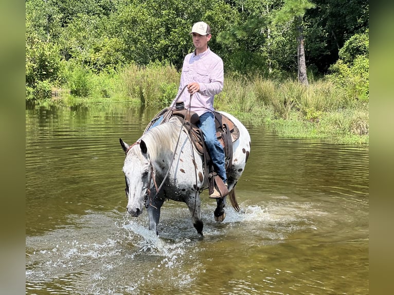 Appaloosa Gelding 12 years 14,2 hh in Hartsville